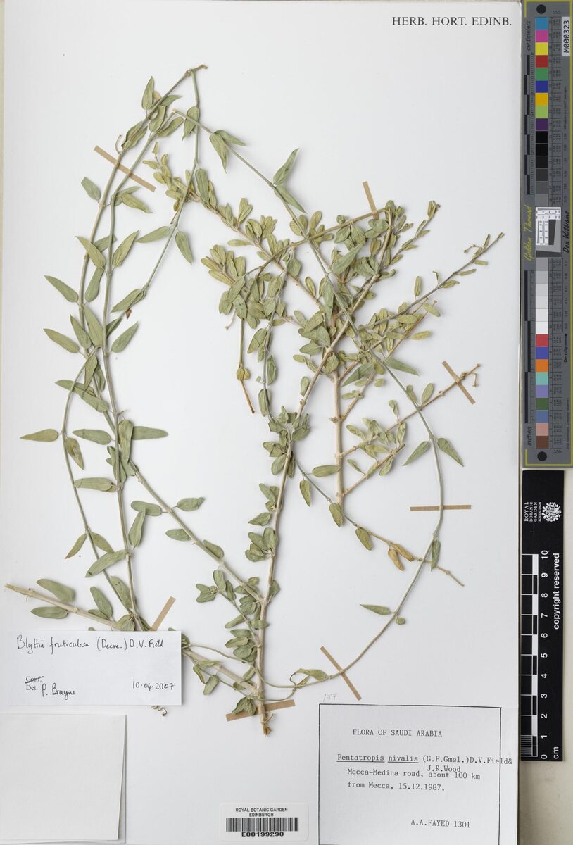 Blyttia fruticulosa