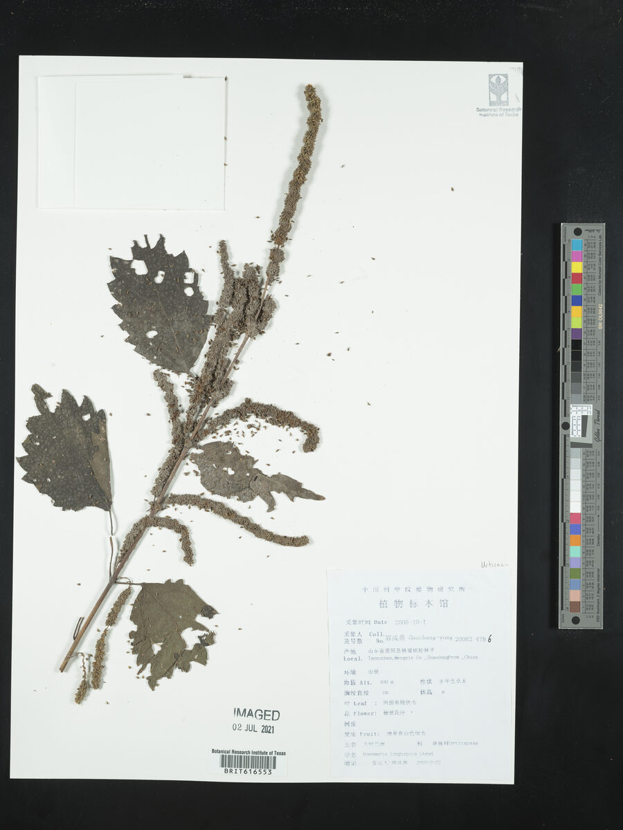 Boehmeria longispica — photo