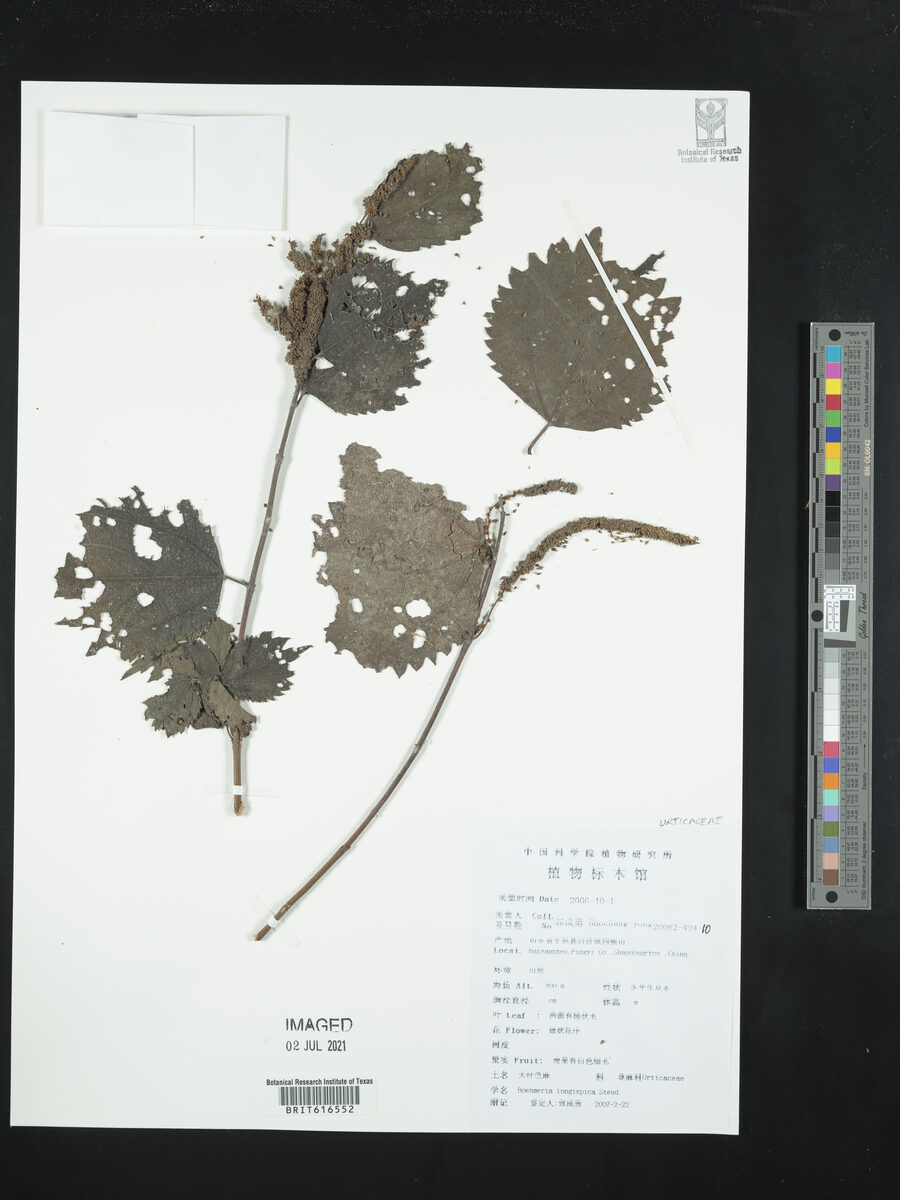 Boehmeria longispica — photo