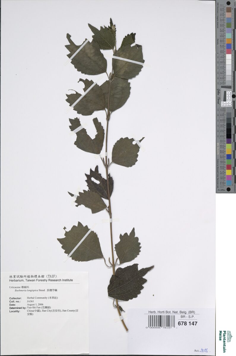 Boehmeria longispica
