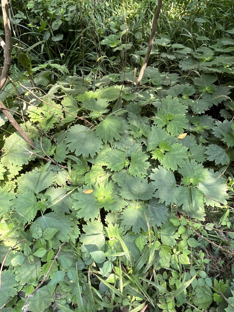 Boehmeria tricuspis — photo