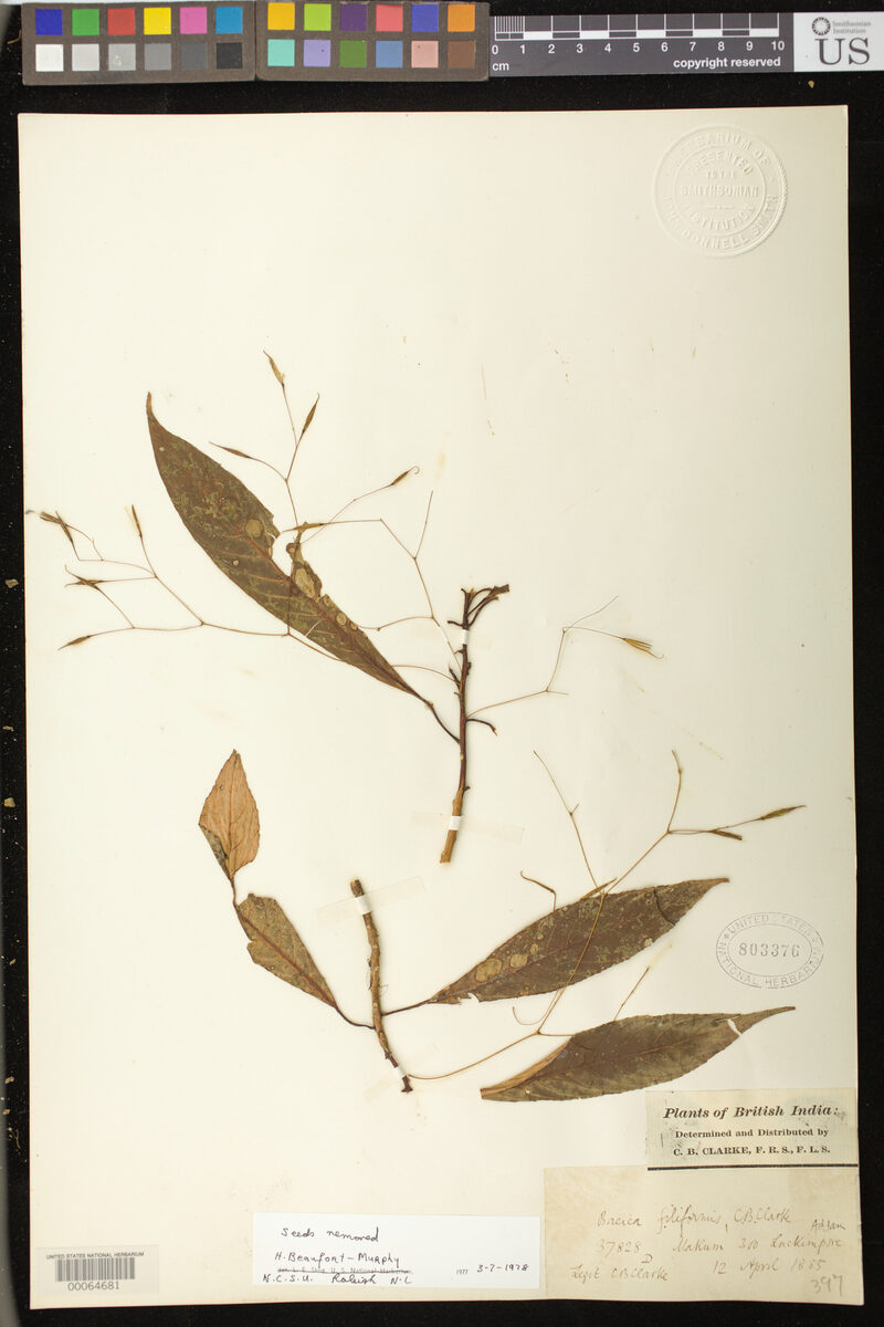 Boeica filiformis — photo