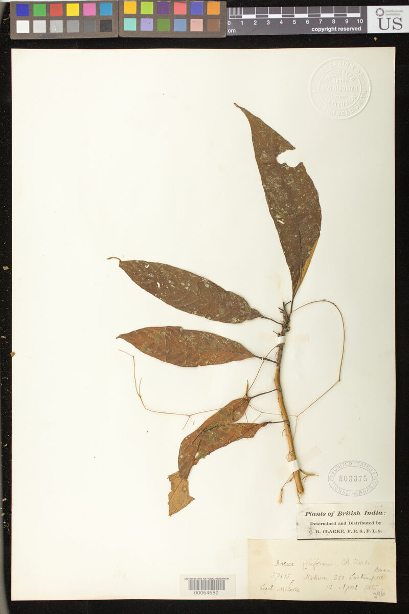 Boeica filiformis — photo