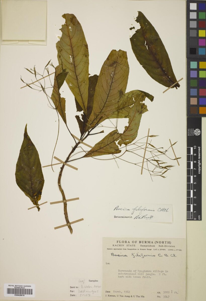 Boeica filiformis