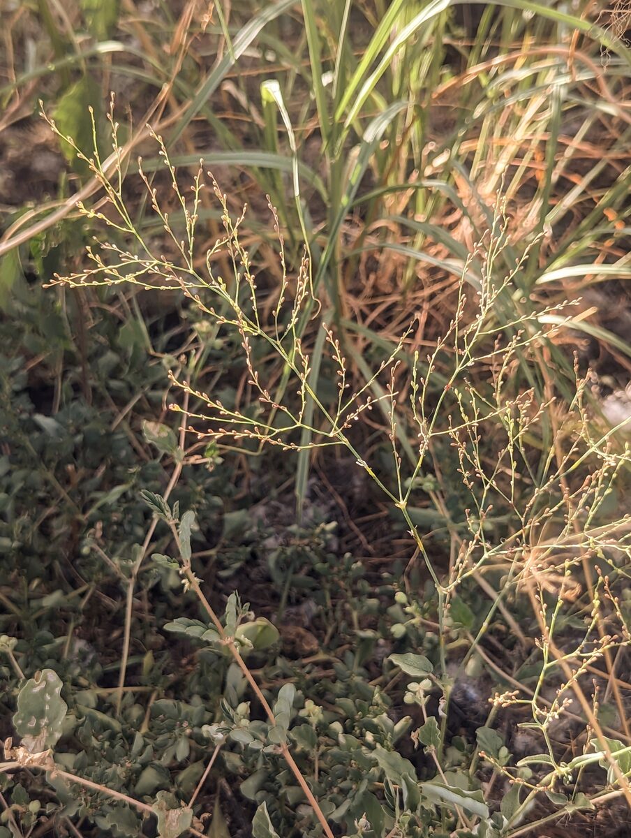 Boerhavia coulteri - (Hook.f.) S.Watson (Coulter’s Spiderling) — photo