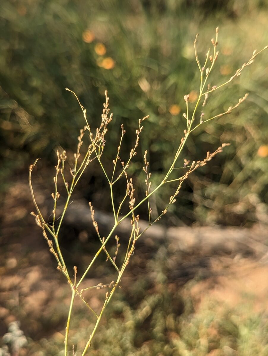 Boerhavia coulteri - (Hook.f.) S.Watson (Coulter’s Spiderling) — photo