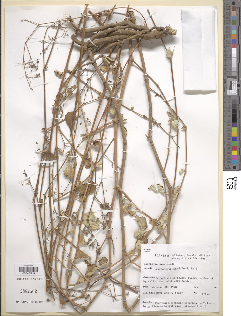 Boerhavia procumbens — photo