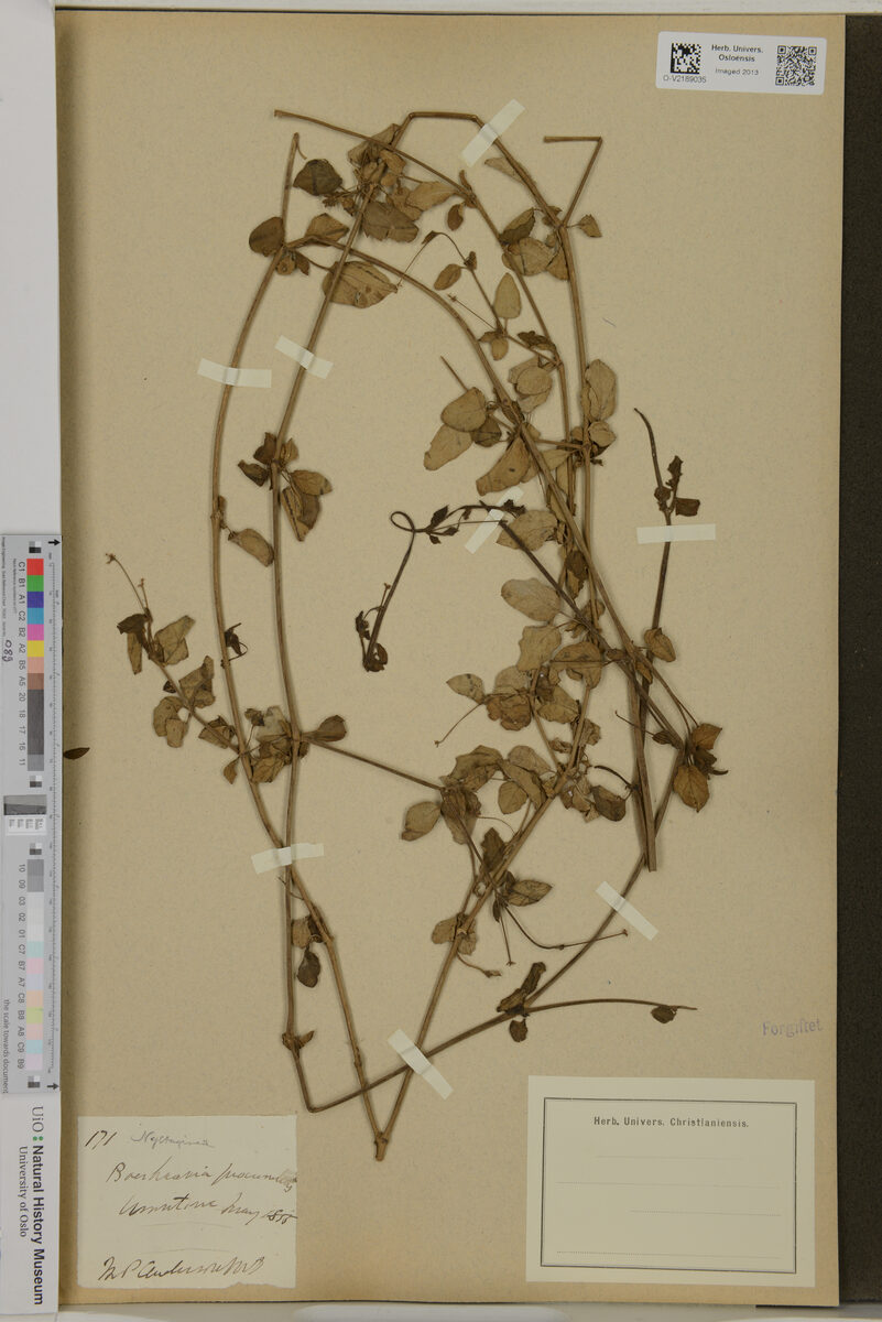 Boerhavia procumbens — photo