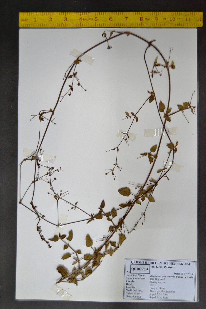 Boerhavia procumbens