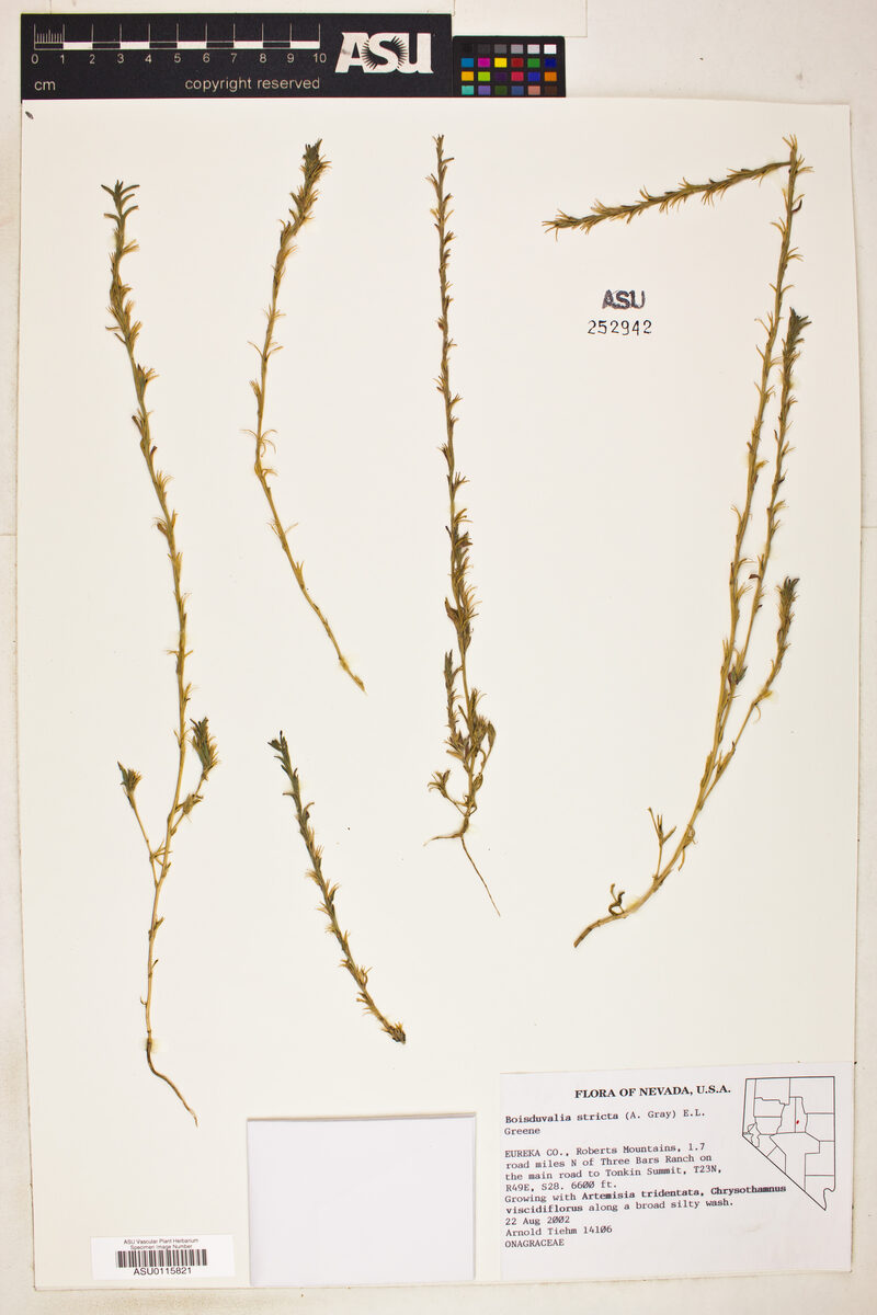 Boisduvalia stricta (Torrey's willowherb) — photo