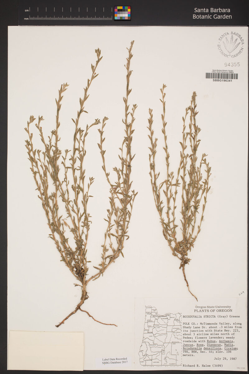 Boisduvalia stricta (Torrey's willowherb) — photo