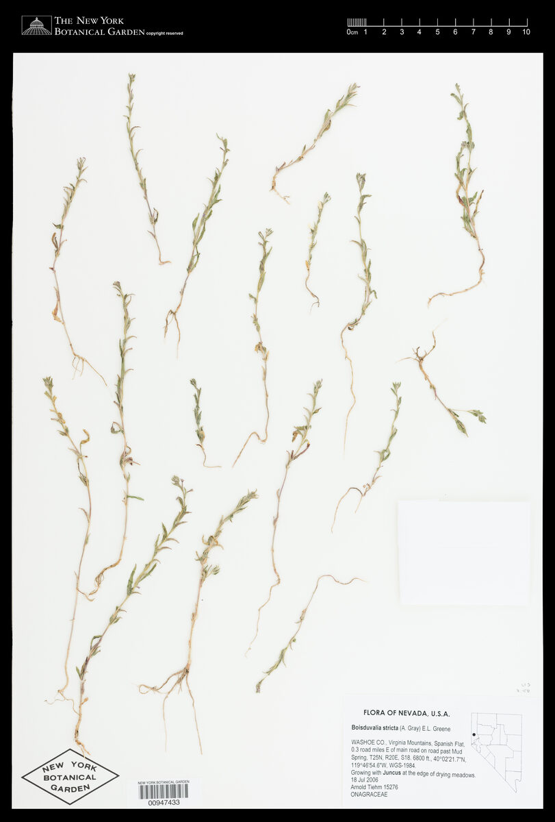 Boisduvalia stricta
