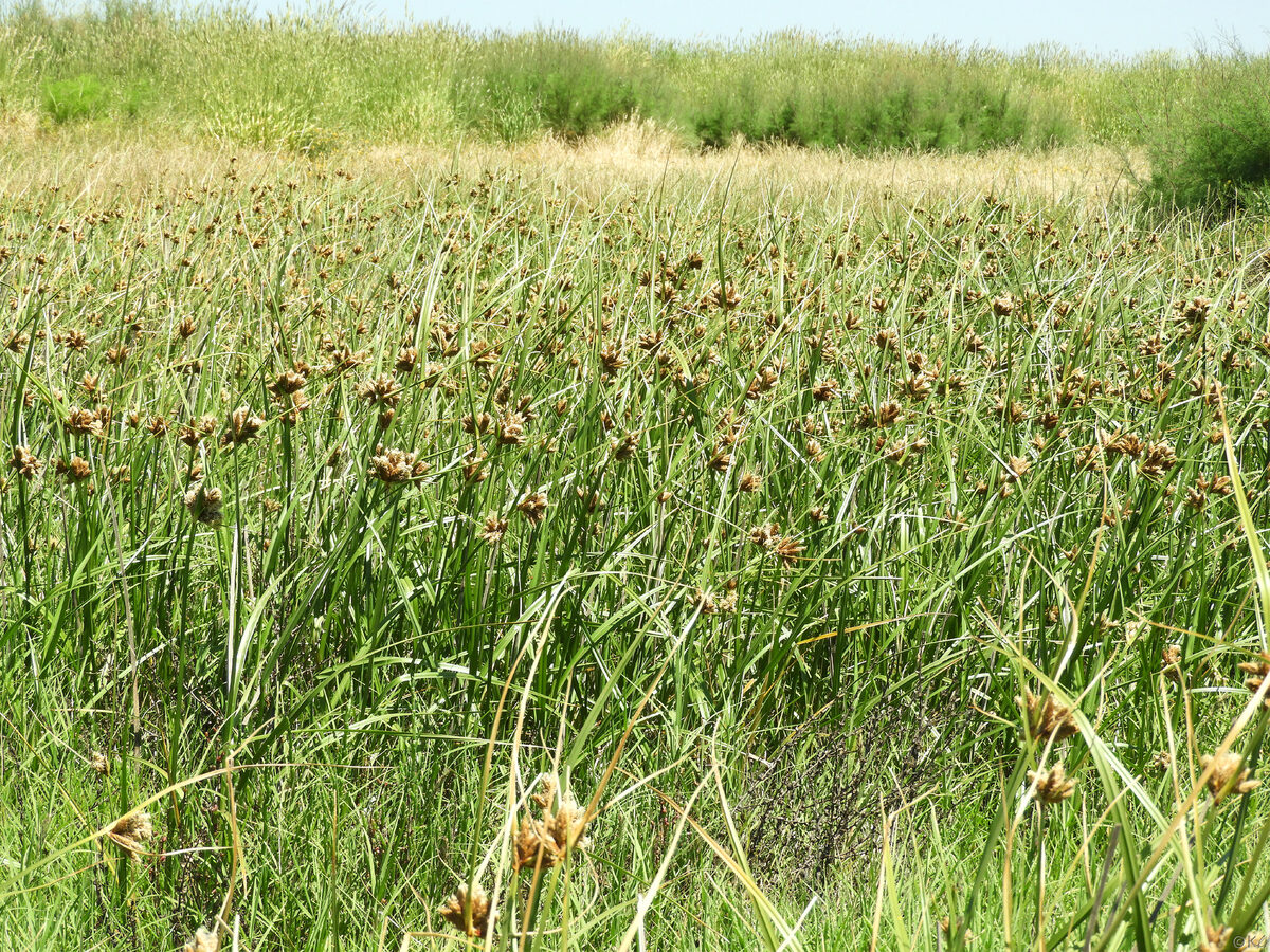 Bolboschoenus maritimus subsp. paludosus (Bayonet grass) — photo