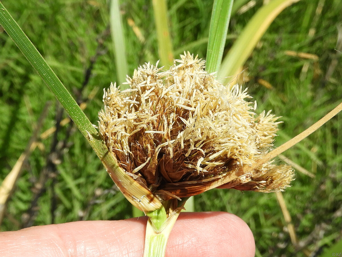 Bolboschoenus maritimus subsp. paludosus (Bayonet grass) — photo