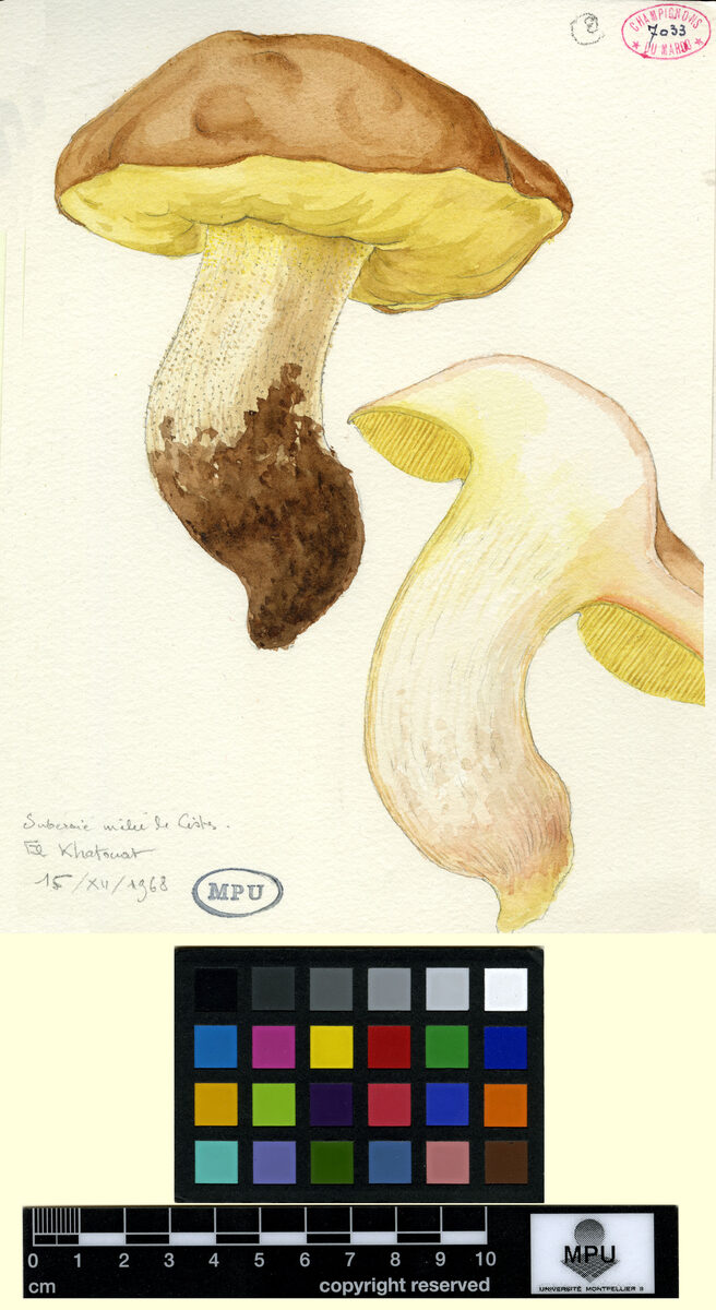 Boletus crocipodius — photo