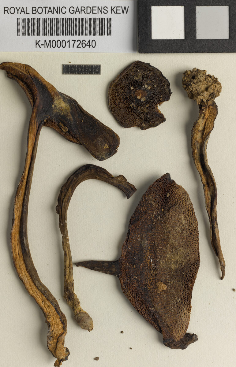 Boletus griseipurpureus — photo