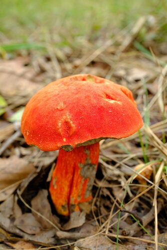 Boletus loosei