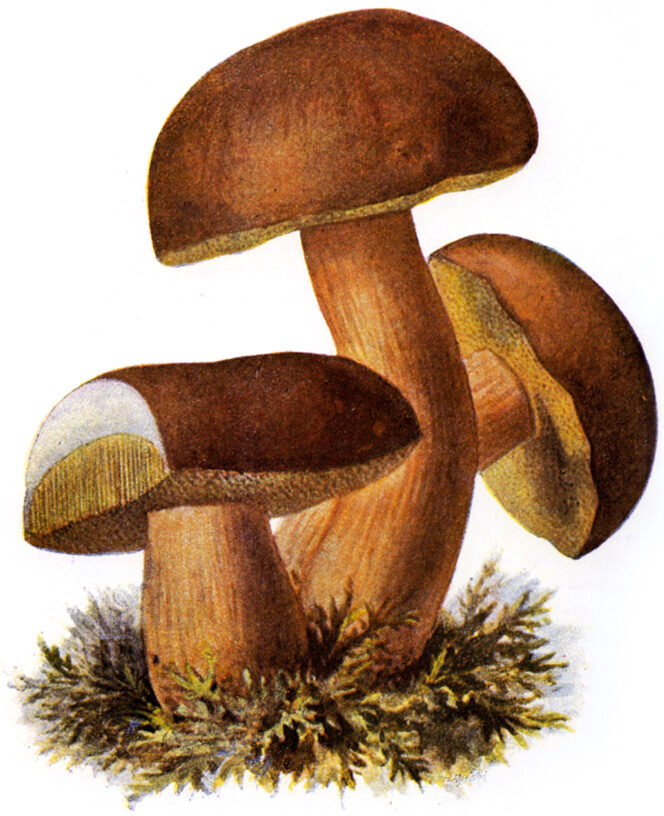 Boletus loyo (Loyo) — photo