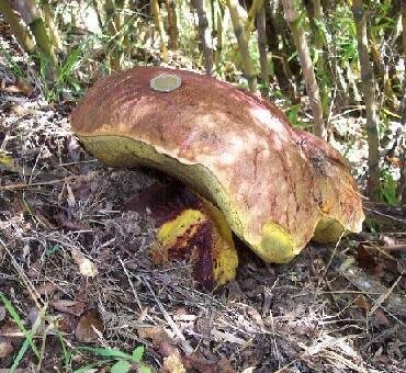 Boletus loyo