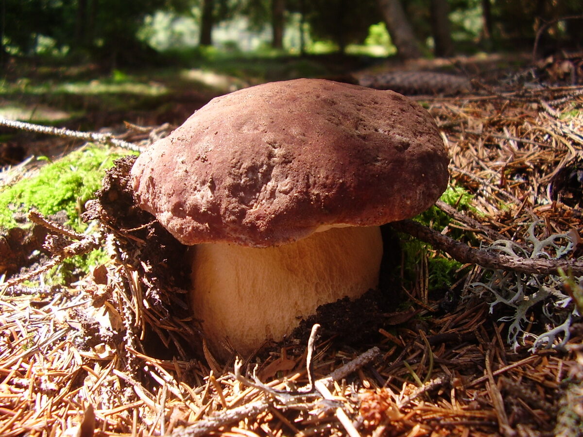 Boletus pinophilus (Pine bolete) — photo