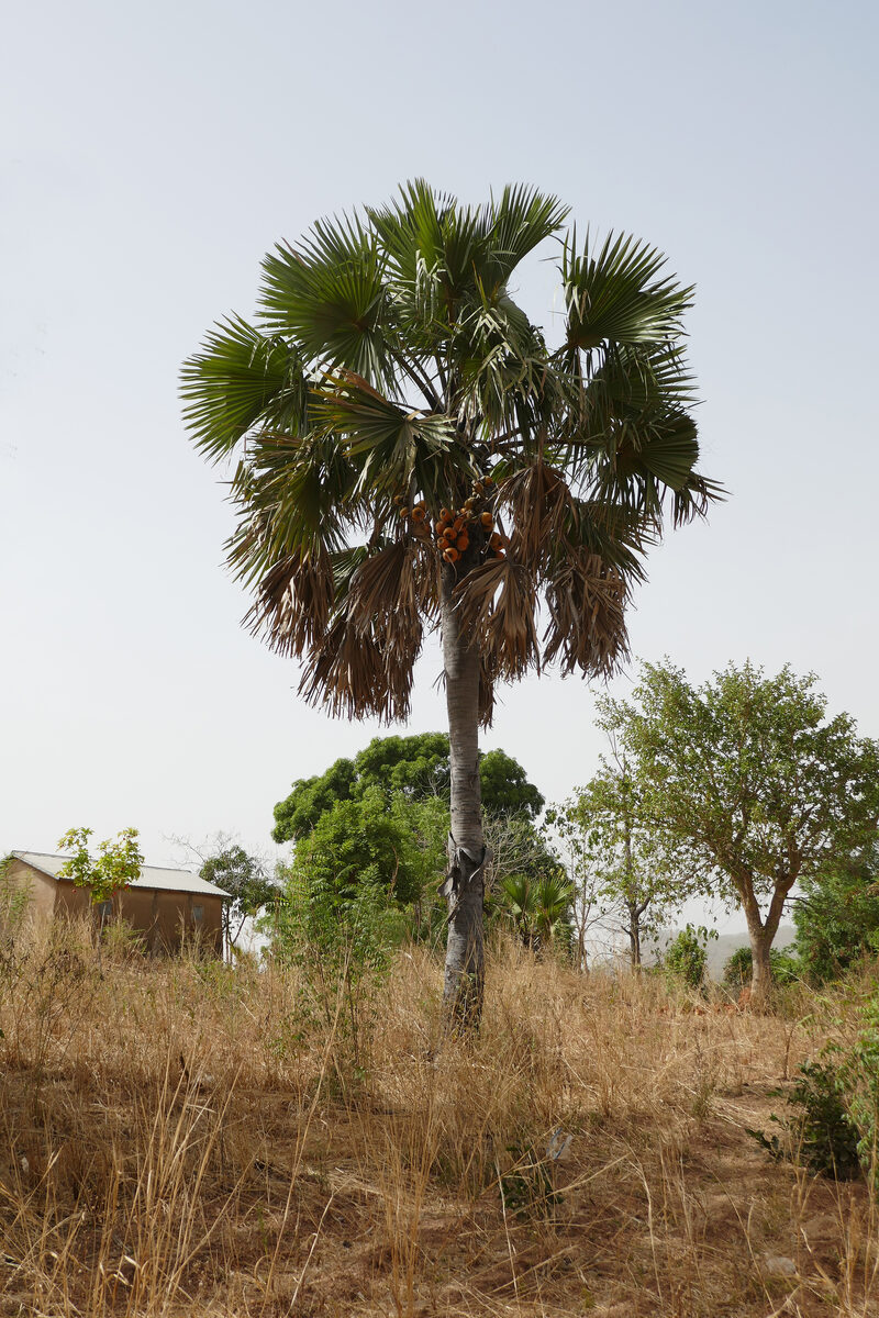 Borassodendron sp. — photo