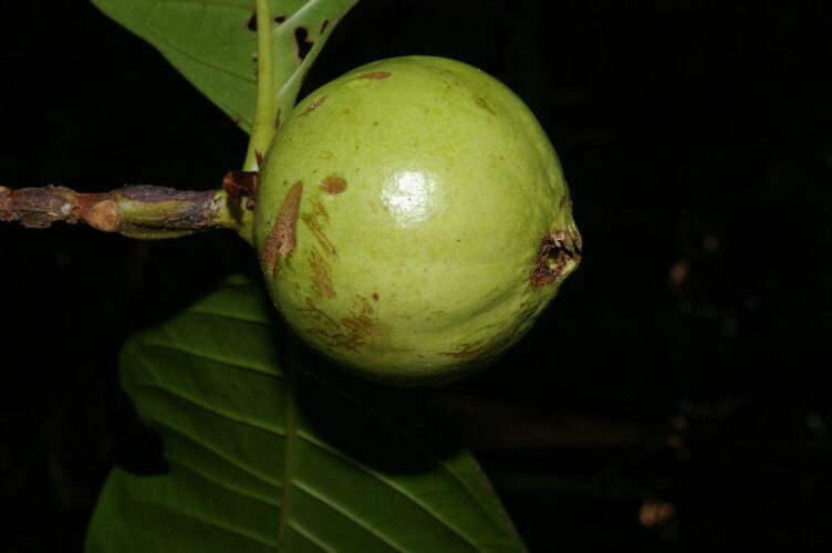 Borojoa patinoi (Borojo) — photo