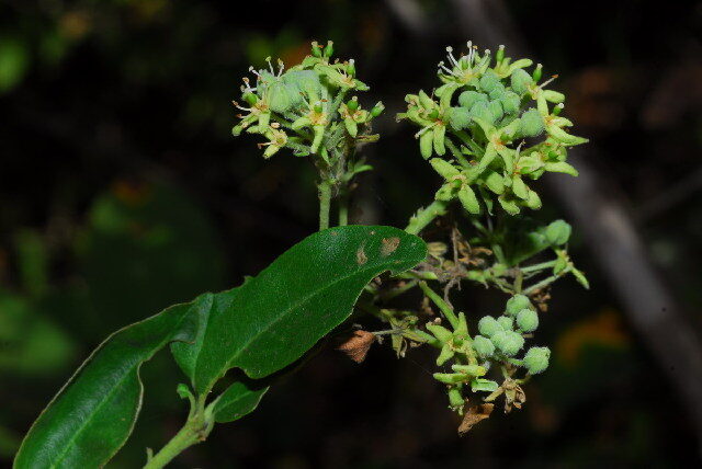 Boscia angustifolia var. corymbosa — photo