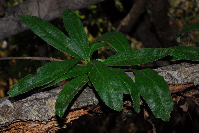 Boscia angustifolia var. corymbosa — photo
