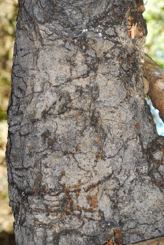 Boscia angustifolia var. corymbosa