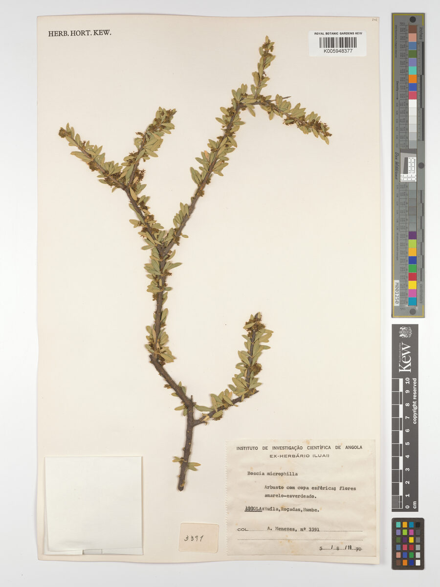 Boscia microphylla