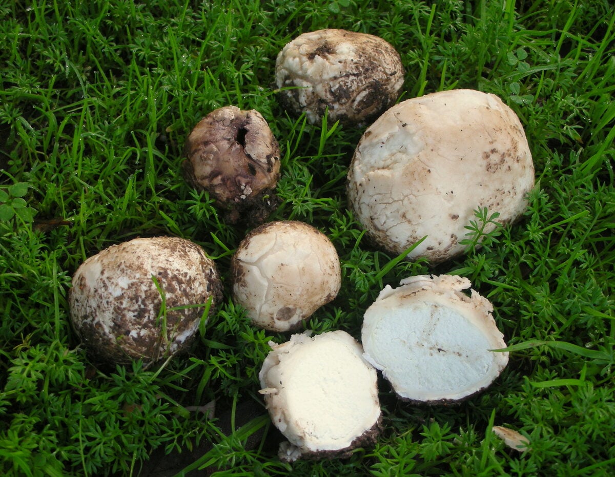 Lycoperdiaceae
