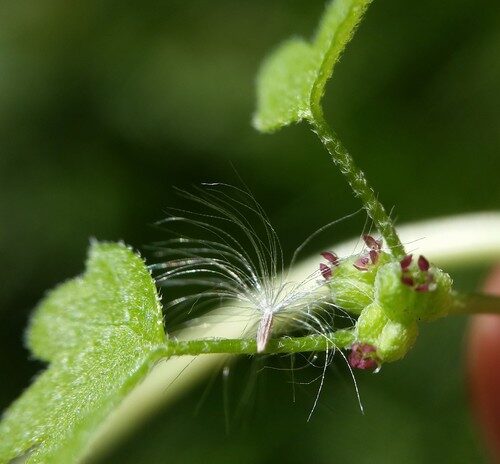 Bowlesia incana (Rabbit lettuce) — photo