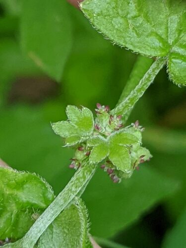 Bowlesia incana (Rabbit lettuce) — photo