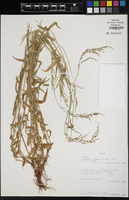 Brachiaria comata