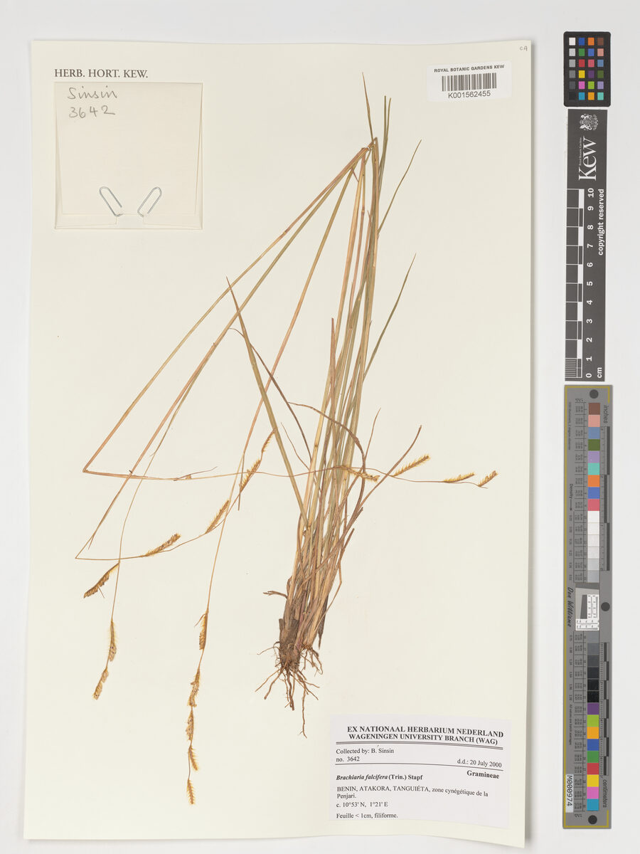 Brachiaria falcifera — photo