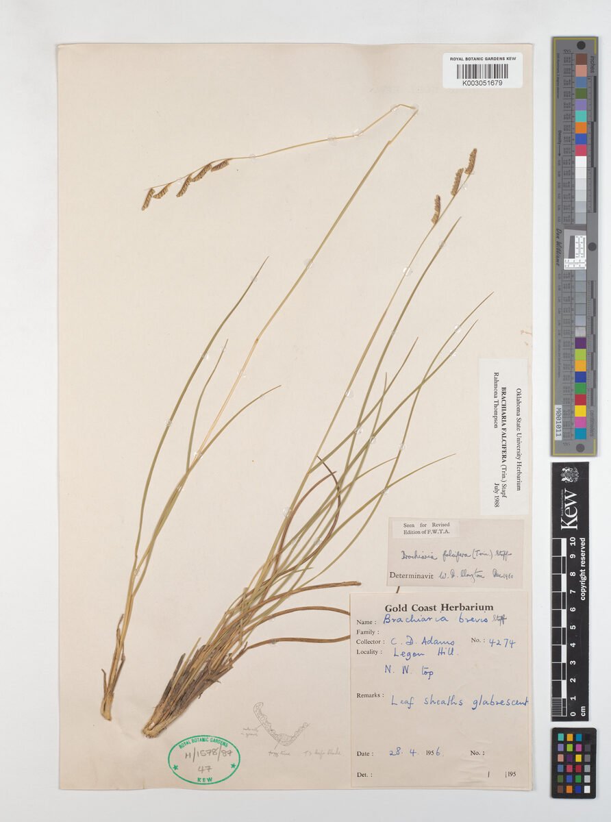 Brachiaria falcifera — photo