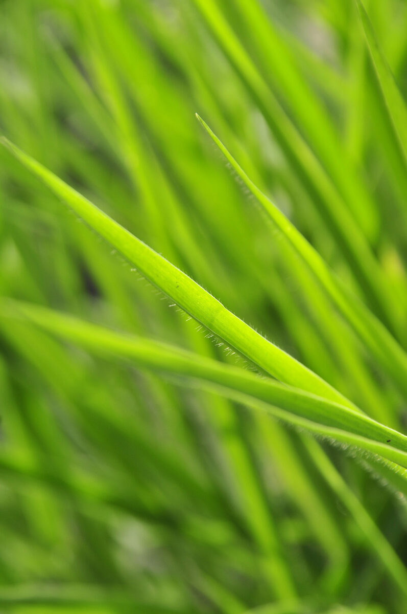 Brachiaria lata