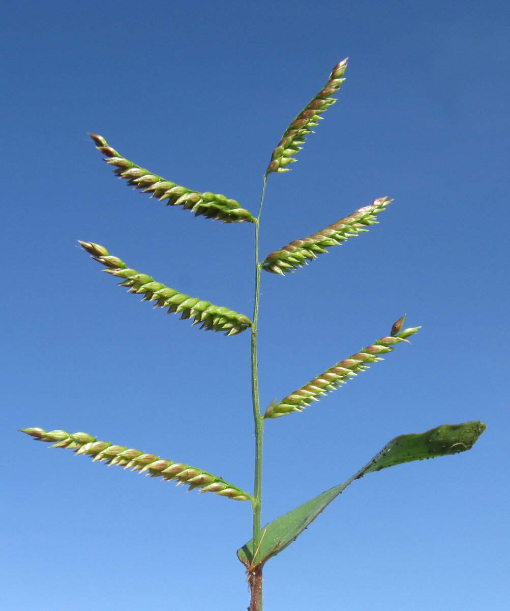 Brachiaria praetervisa (Large armgrass) — photo