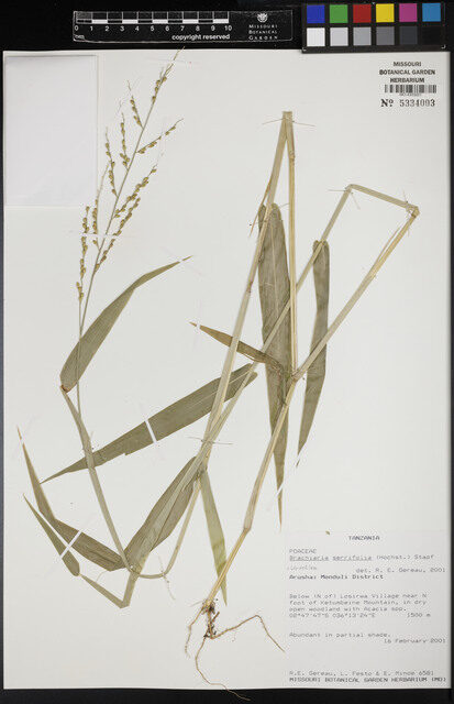 Brachiaria serrifolia — photo