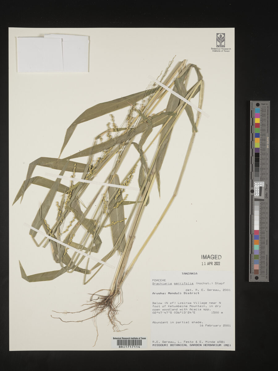 Brachiaria serrifolia — photo