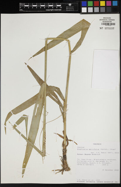 Brachiaria serrifolia