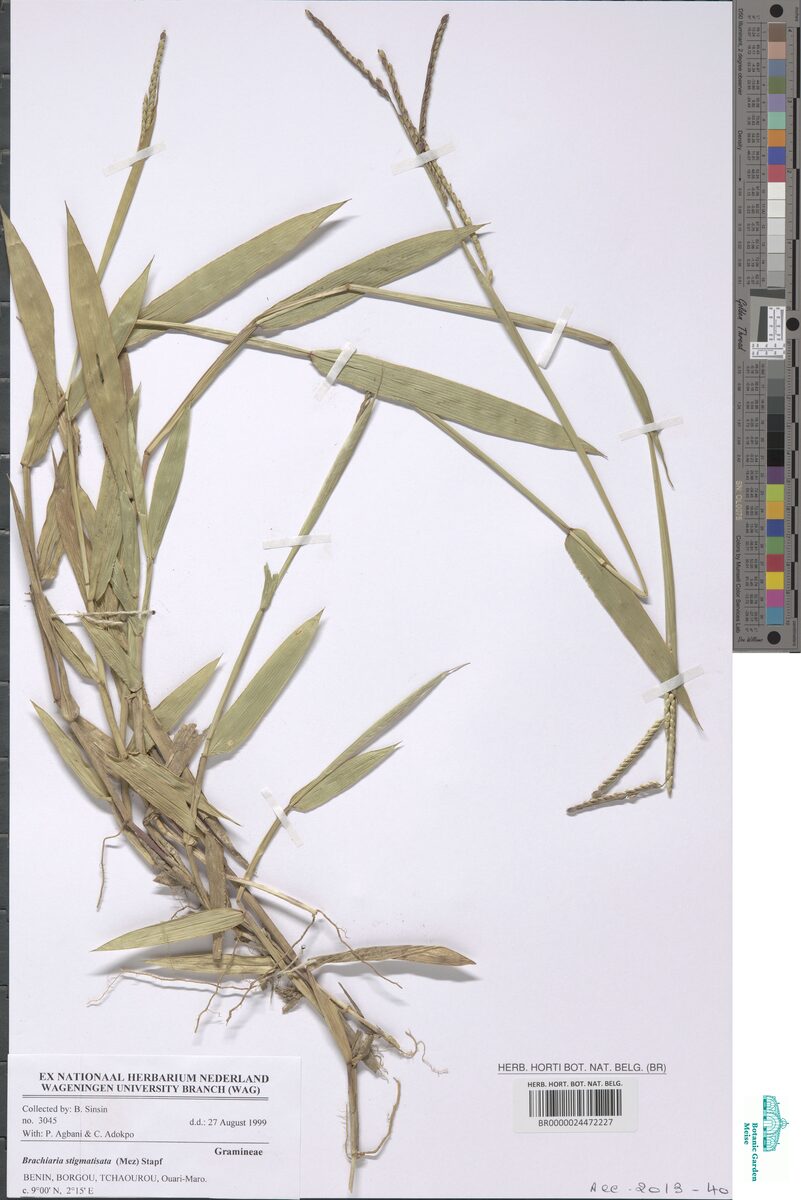 Brachiaria stigmatisata — photo