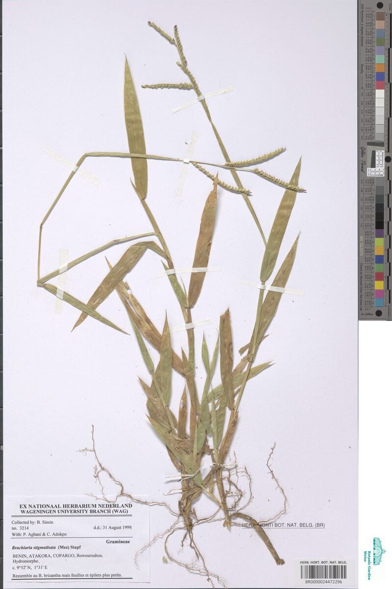 Brachiaria stigmatisata — photo