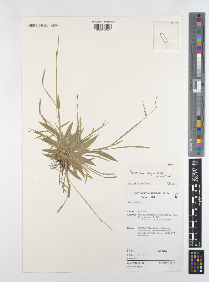 Brachiaria stigmatisata