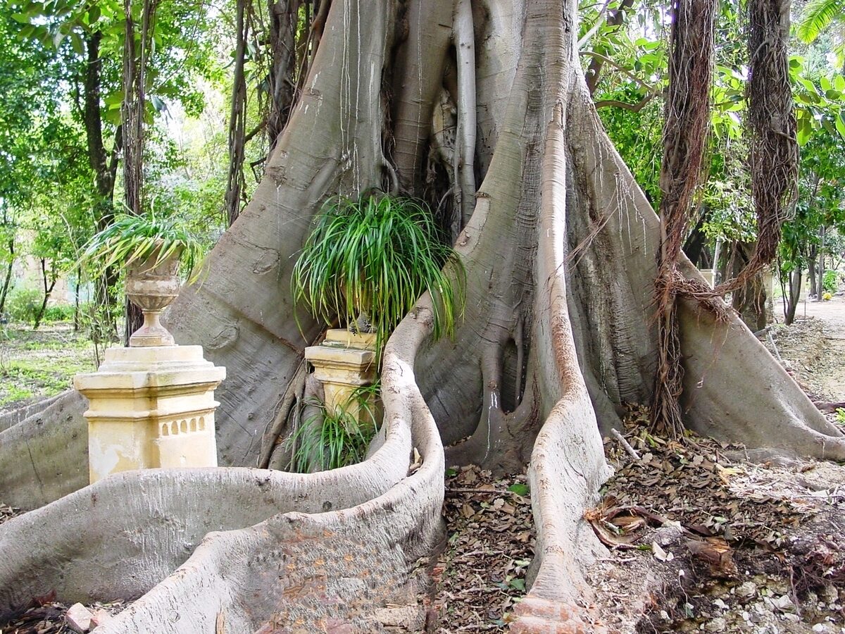Brachychiton macrophylla — photo