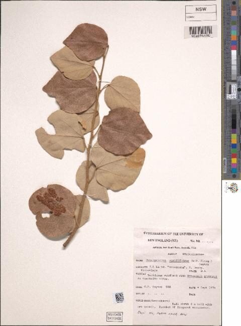 Brachychiton viridiflorus
