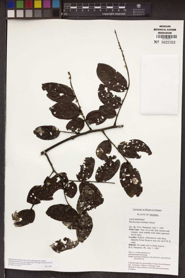Brachystegia kennedyi — photo