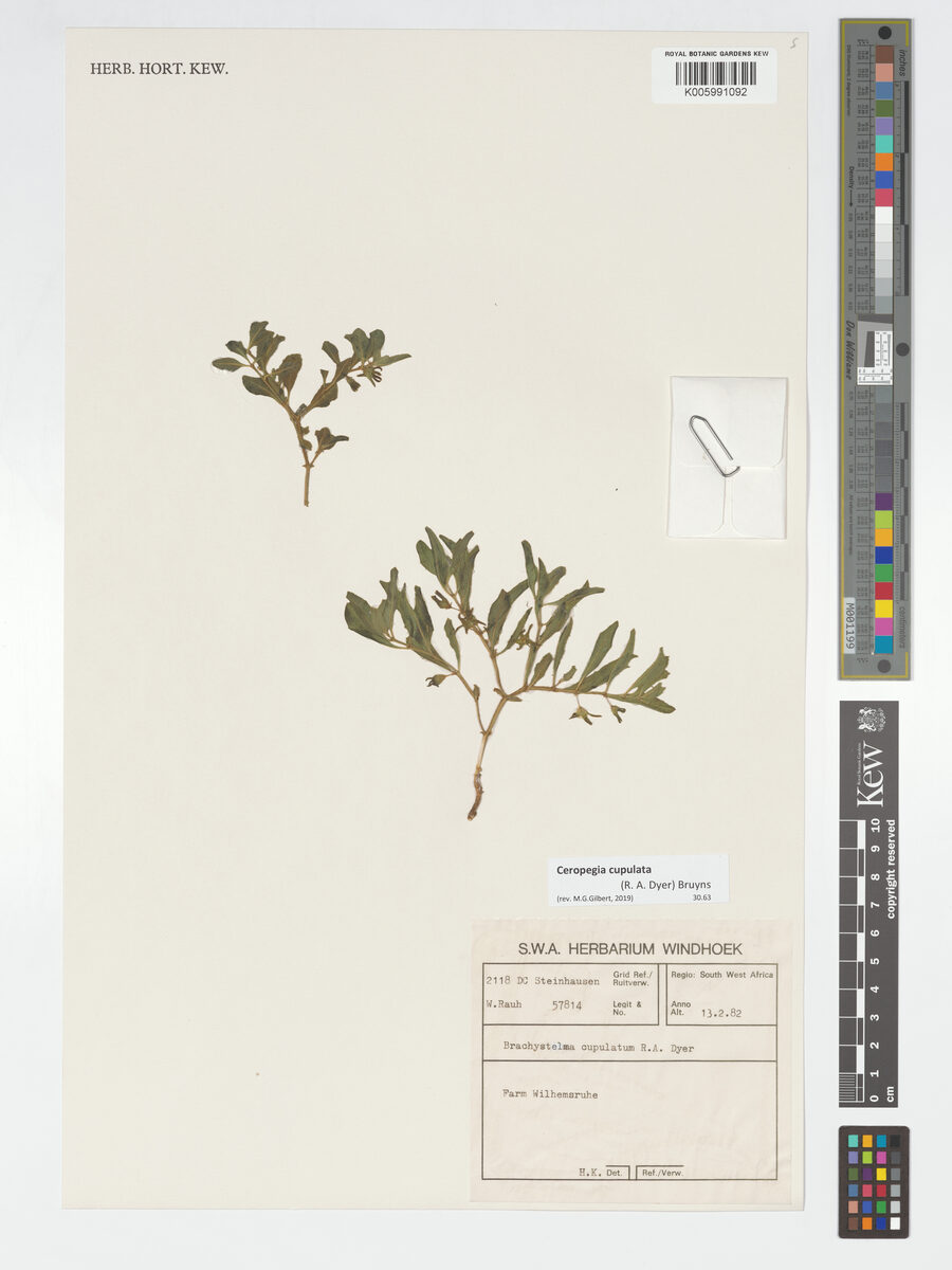 Brachystelma cupulatum — photo