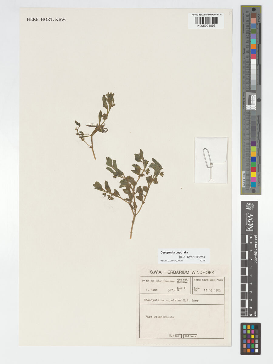 Brachystelma cupulatum