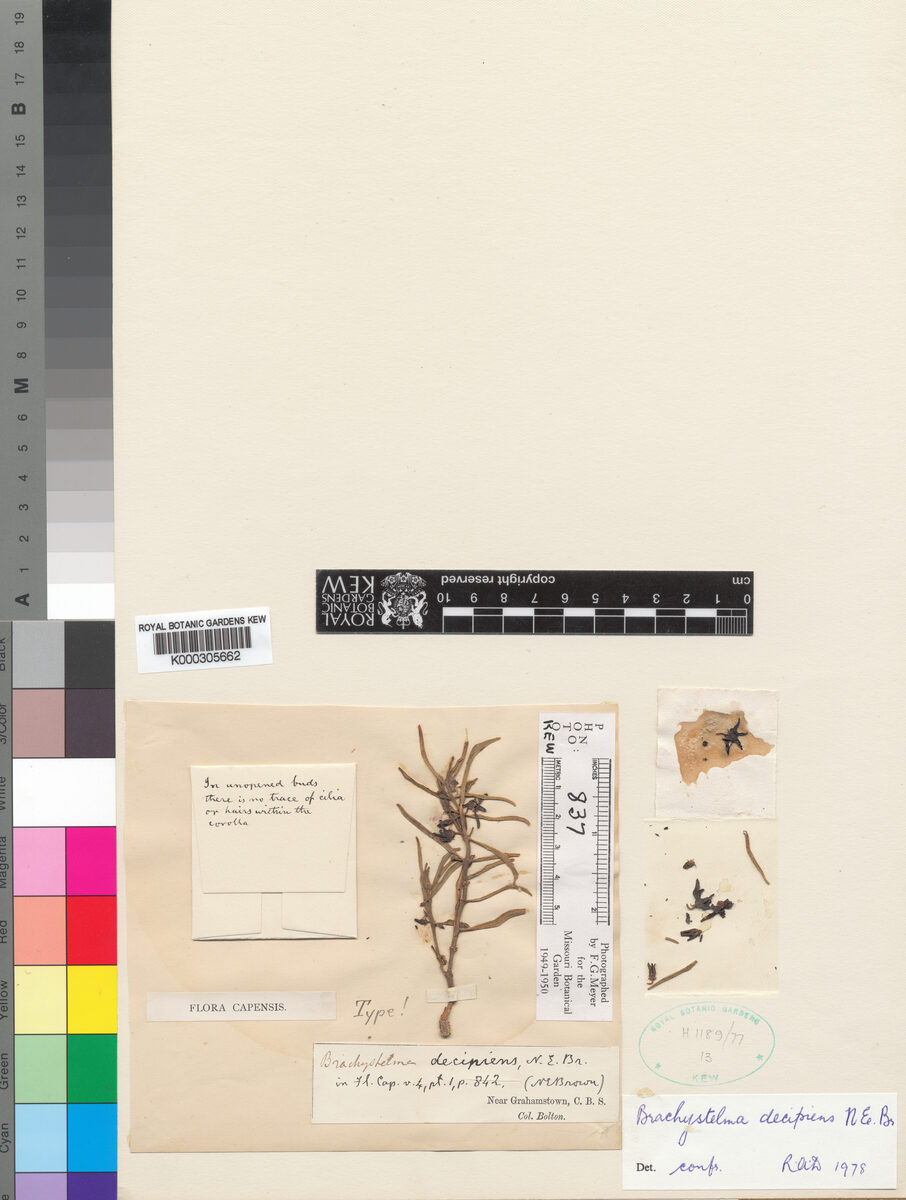 Brachystelma decipiens